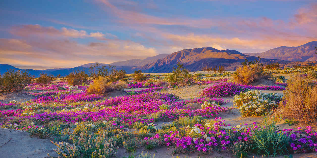 image of vibrant flowers in California